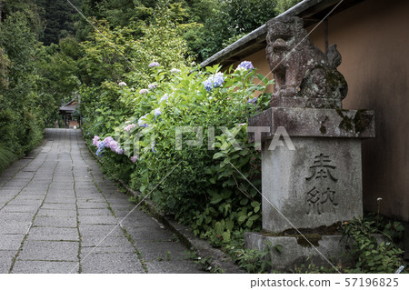 Daiho Shrine，Sakai-inu接近繡球花 57196825