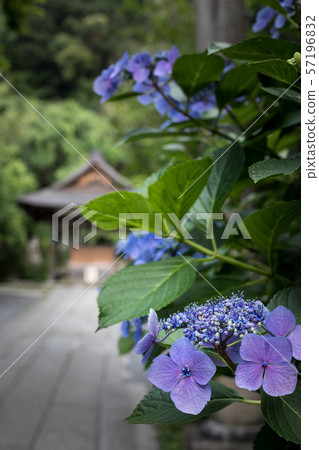Daiho Shrine雨季，繡球花與崇拜背景 57196832