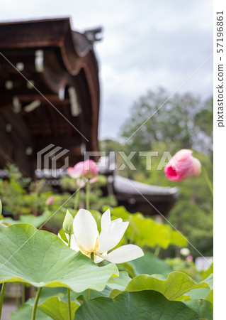 Hokongoin, lotus flower Hokongoin, lotus flower 57196861