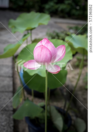 Hokongoin, lotus flower 57196862