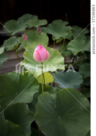 Hokongoin，蓮花 57196863