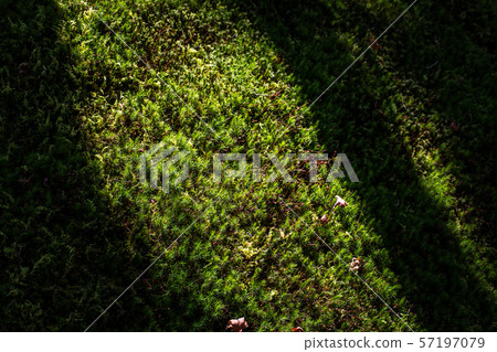Hokingoin, sunshine on the moss bed in early summer 57197079