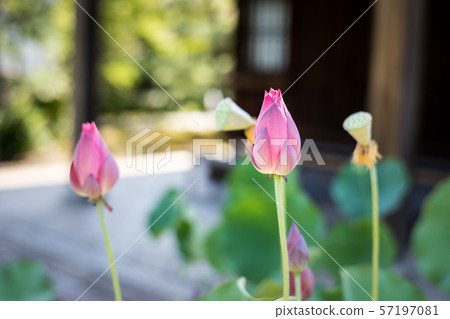 Hokongoin, lotus temple 57197081