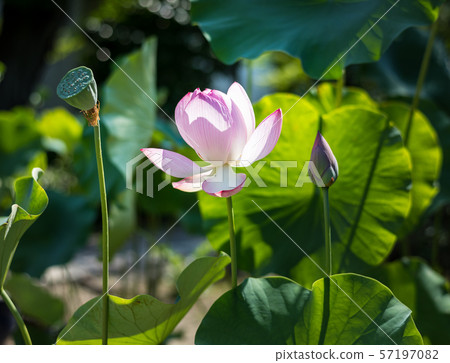 Hokongoin,蓮花寺 Hokongoin,蓮花寺 57197082