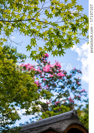 Kodaiji Kaizan Do和红色紫薇花与蓝色秋叶 夏天风景 图库照片