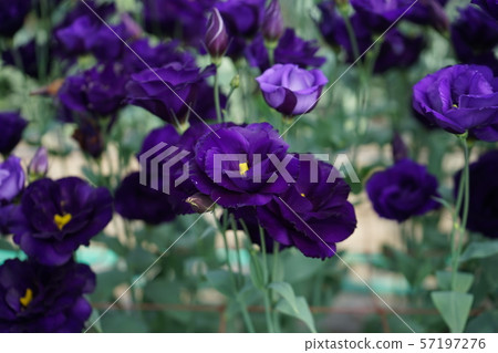 美麗的花土耳其 57197276