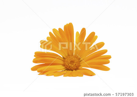 Marigold ,Calendula officinalis. One calendula flower isolated on white background. Marigold ,Calendula officinalis. One calendula flower isolated on white background. 57197303