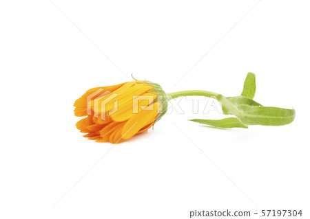 Marigold ,Calendula officinalis. One calendula flower isolated on white background. Marigold ,Calendula officinalis. One calendula flower isolated on white background. 57197304