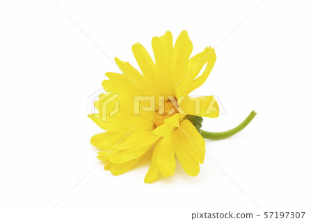 Marigold ,Calendula officinalis. One calendula flower isolated on white background. Marigold ,Calendula officinalis. One calendula flower isolated on white background. 57197307