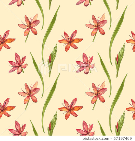 Kafir Lilies flowers. Seamless patterns. Collection of hand drawn flowers and plants. Botany. Set Kafir Lilies flowers. Seamless patterns. Collection of hand drawn flowers and plants. Botany. Set 57197469