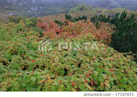 在羅文紅色莓果的水下落 57197833