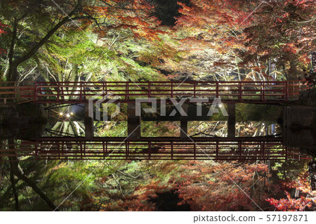 [Seto City, Aichi Prefecture] Illuminated autumn leaves at Iwayado Park 57197871