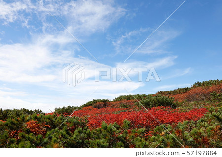Blue sky and rowan autumn leaves _ high pine Blue sky and rowan autumn leaves _ high pine 57197884
