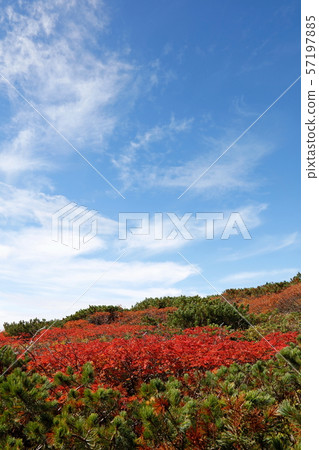 Blue sky and rowan autumn leaves 57197885