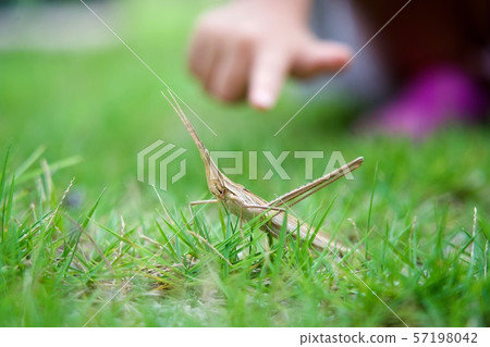I found a brown dipper on the grass 57198042
