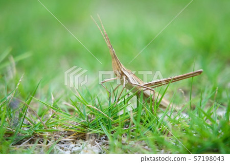 Brown Drosophila grasshopper on the grass 57198043