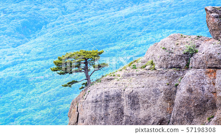 Mountain tree on blurred background, Crimea, Mountain tree on blurred background, Crimea, 57198308