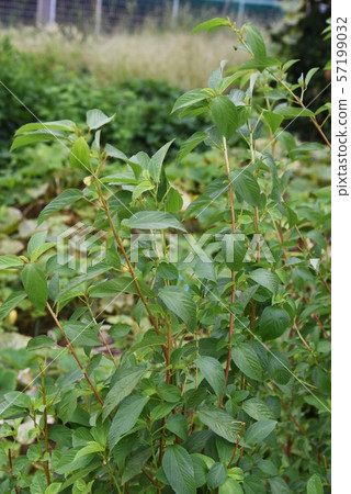 Moroheiya cultivation Moroheiya cultivation 57199032