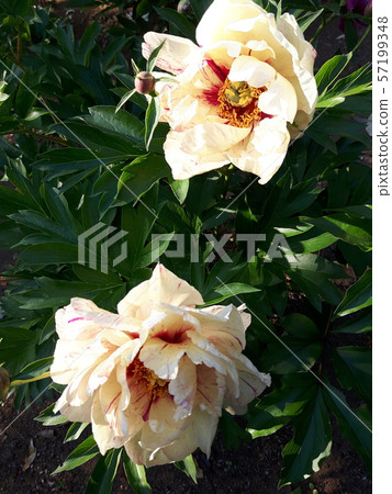 Yellow peony Yellow peony 57199348