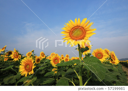 向日葵3995 向日葵3995 57199981