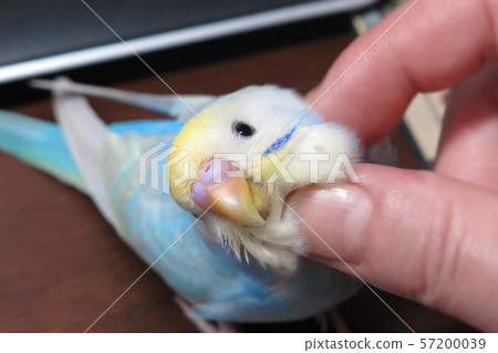 Sekisei parakeet 57200039