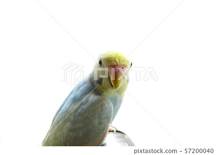 Sekisei parakeet 57200040
