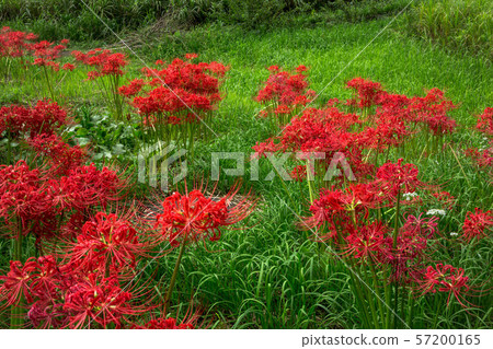 秋天的味道和簇狀孤挺花 57200165