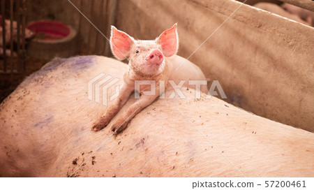 The cute piggy is climbing on the mother pig's 57200461