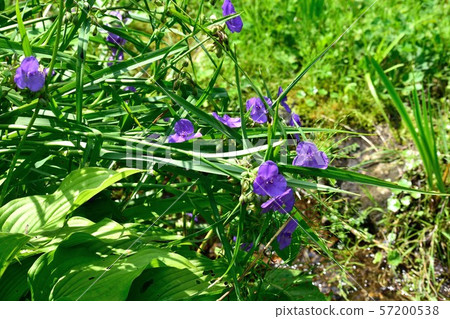 Purple flowers Purple flowers 57200538