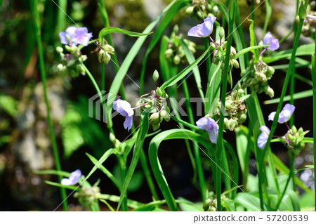 Purple flowers Purple flowers 57200539