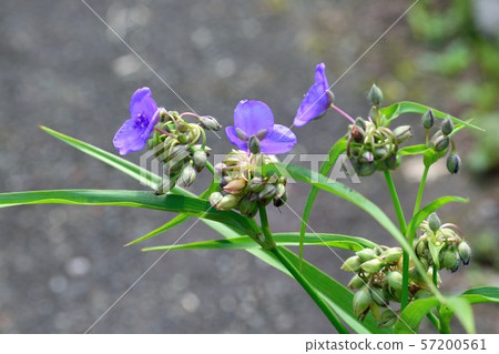 Purple flowers Purple flowers 57200561