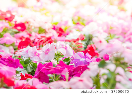 Vinca rosea flowers blossom in the garden, foliage 57200670