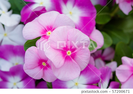 Vinca rosea flowers blossom in the garden, foliage Vinca rosea flowers blossom in the garden, foliage 57200671