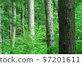 樹 57201611