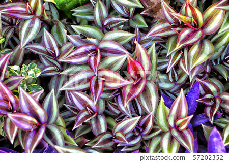 Tradescantia zebrina or Zebrina pendula flower plant for defocused pattern background - natural flower plant background Tradescantia zebrina or Zebrina pendula flower plant for defocused pattern background - natural flower plant background 57202352