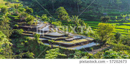 Green cascade rice field plantation at Bali, Indonesia Green cascade rice field plantation at Bali, Indonesia 57202673