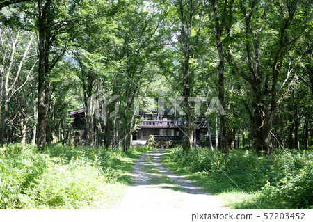 Kamikochi的森林公路 57203452