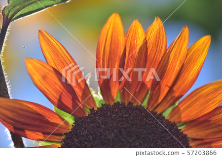 Sunflower close-up Sunflower close-up 57203866