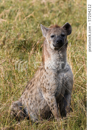 Spotted hyena in Masai Mara ,Kenya. 57204212