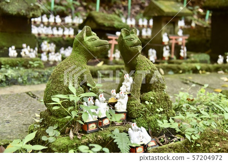 Kamakura / Sasuke Inari shrine Kamakura / Sasuke Inari shrine 57204972