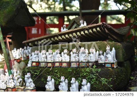 Kamakura / Sasuke Inari shrine 57204976