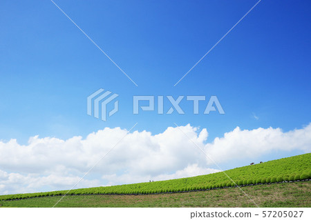 Summer Kokia and blue sky Hitachi Seaside Park (Ibaraki Prefecture) 57205027