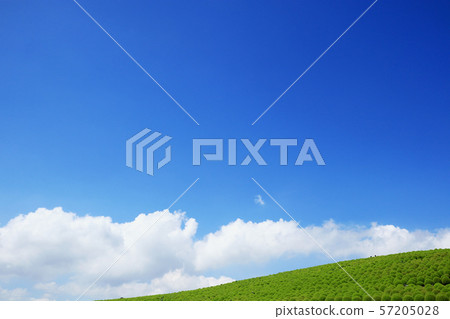 Summer Kokia and blue sky Hitachi Seaside Park (Ibaraki Prefecture) Summer Kokia and blue sky Hitachi Seaside Park (Ibaraki Prefecture) 57205028