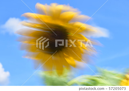 Sunflowers swaying in the wind Sunflowers swaying in the wind 57205073