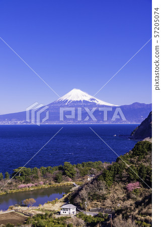 (Shizuoka) Mt. Fuji seen from Izu Ida, cherry blossoms in Kawazu (Shizuoka) Mt. Fuji seen from Izu Ida, cherry blossoms in Kawazu 57205074