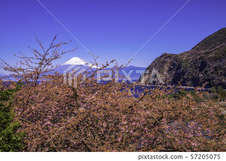 (Shizuoka) Mt. Fuji seen from Izu Ida, cherry blossoms in Kawazu (Shizuoka) Mt. Fuji seen from Izu Ida, cherry blossoms in Kawazu 57205075