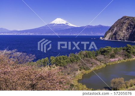 （靜岡）從伊豆Ida看到的富士山，河津的櫻花 57205076