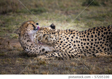 Two Cheetah brothers in Masai Mara ,Kenya. Two Cheetah brothers in Masai Mara ,Kenya. 57205100