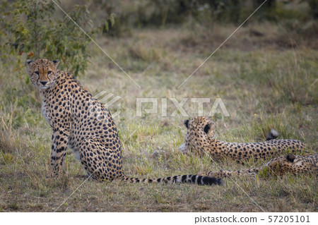 Two Cheetah brothers in Masai Mara ,Kenya. Two Cheetah brothers in Masai Mara ,Kenya. 57205101
