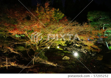 照明的花園 照明的花園 57205252